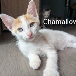 CHAMALLOW