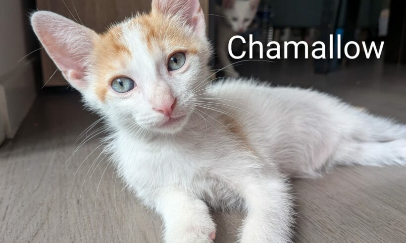 CHAMALLOW