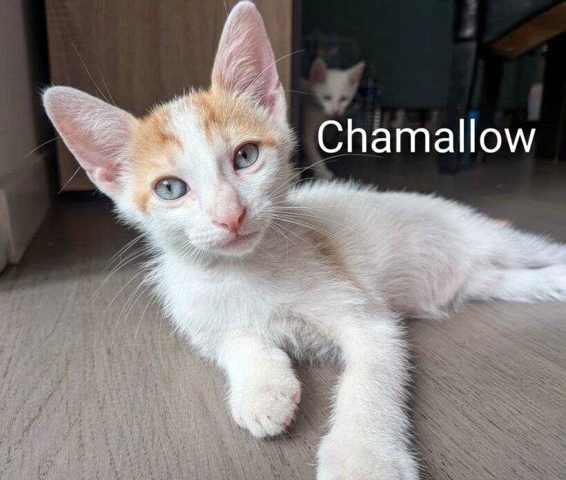 CHAMALLOW CHAMALLOW