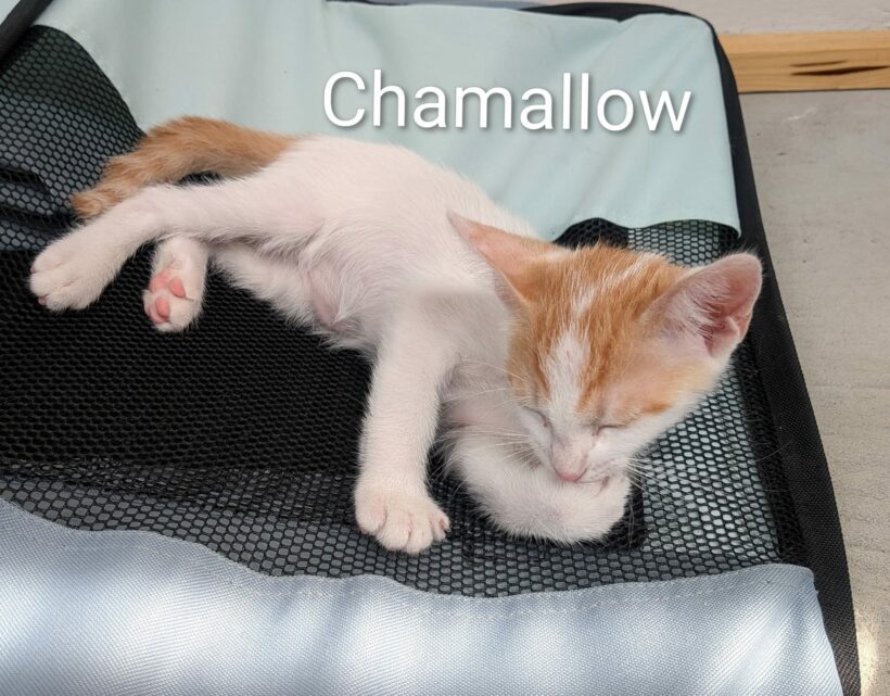 CHAMALLOW CHAMALLOW