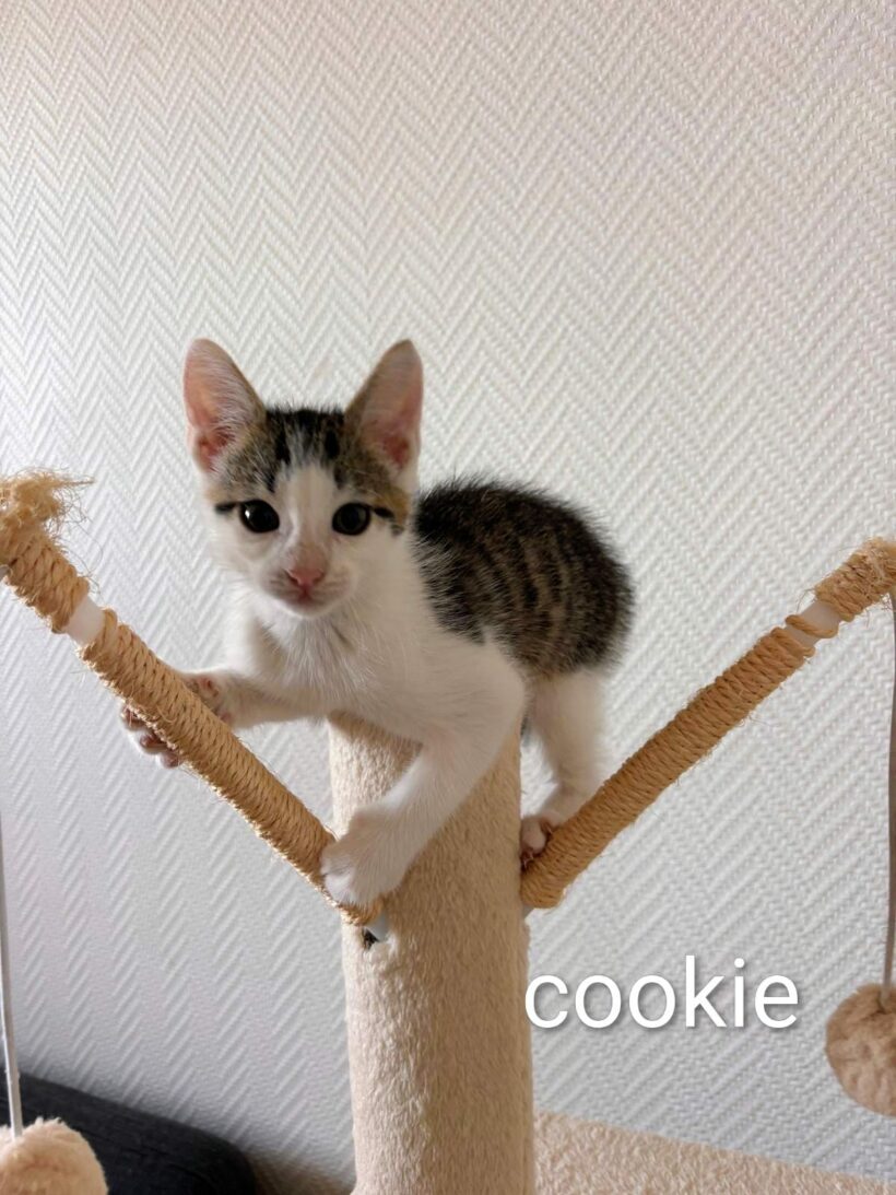 COOKIE et MOCHI