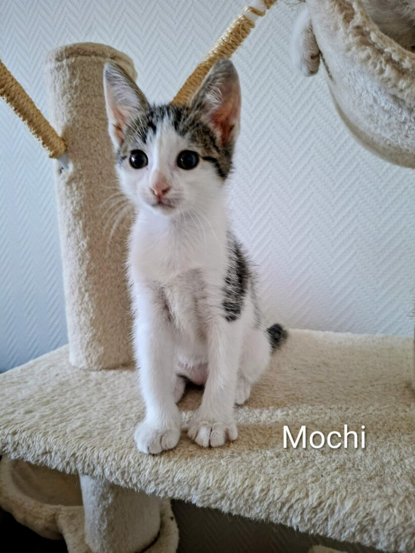 COOKIE et MOCHI