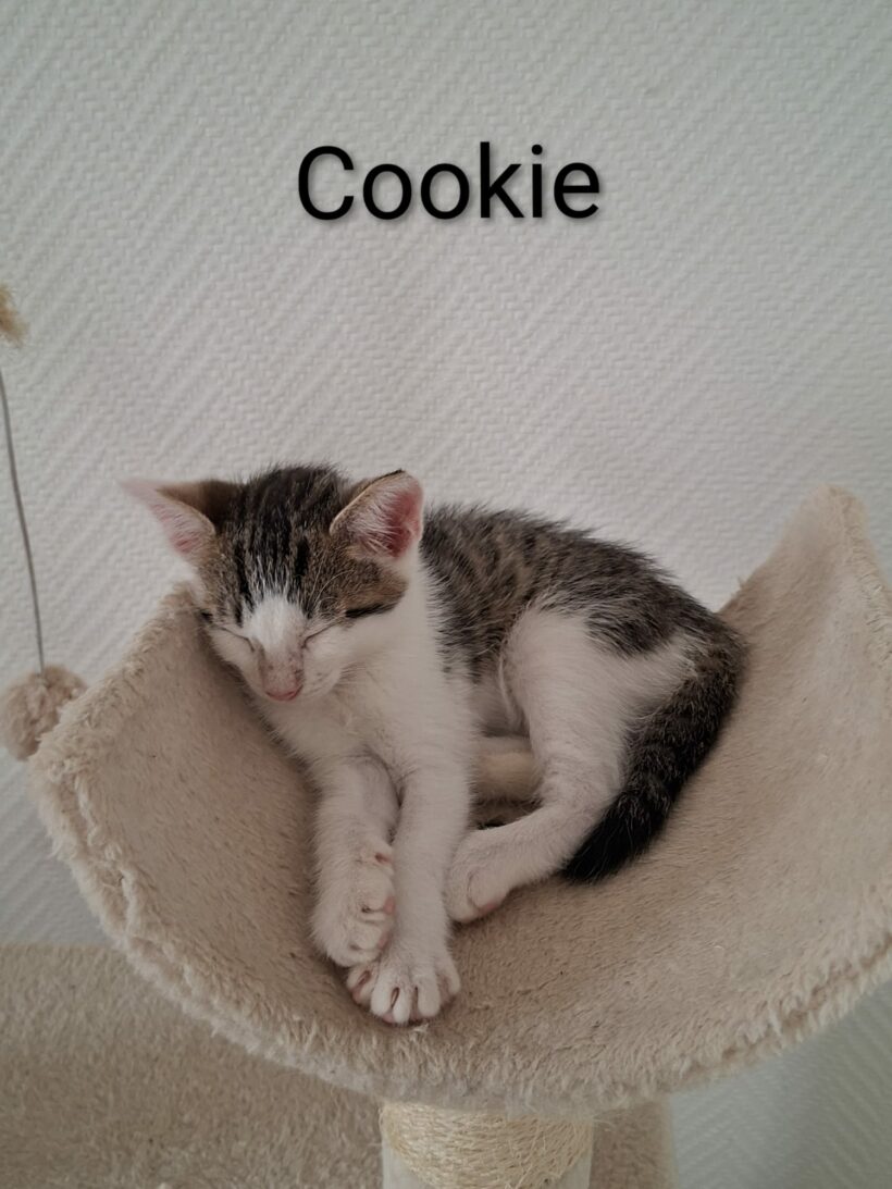 COOKIE et MOCHI