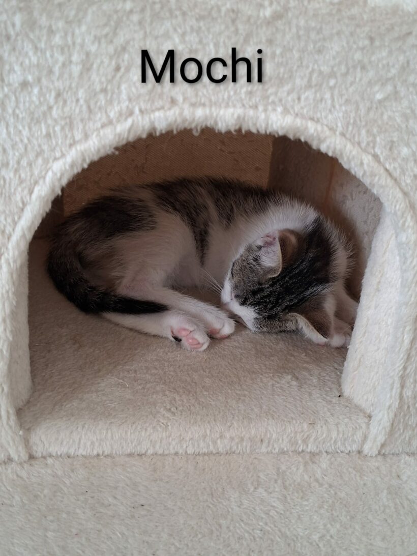 COOKIE et MOCHI