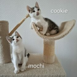 COOKIE et MOCHI