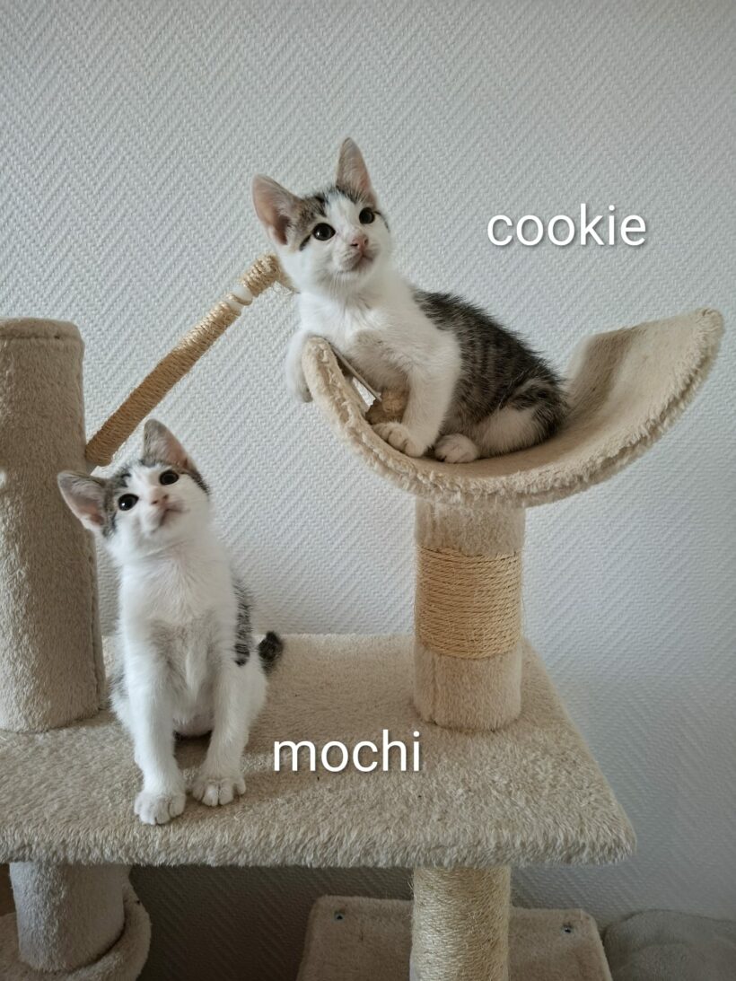 COOKIE et MOCHI