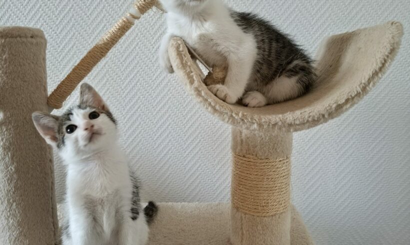 COOKIE et MOCHI