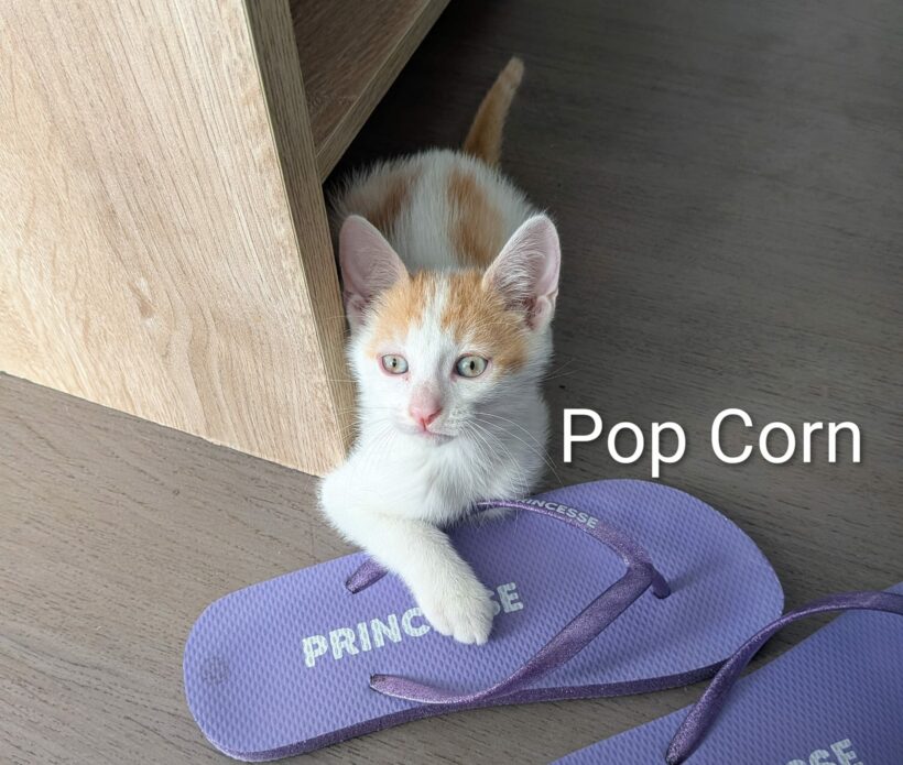 POP-CORN POP-CORN