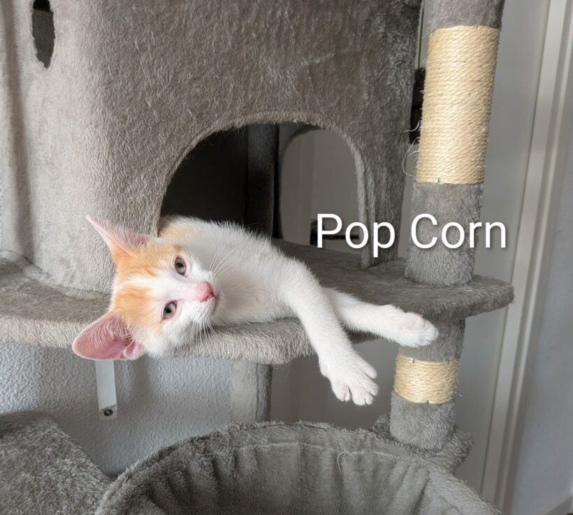 POP-CORN POP-CORN