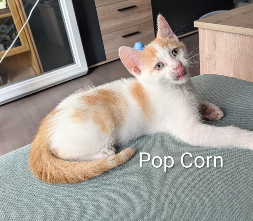 POP-CORN POP-CORN