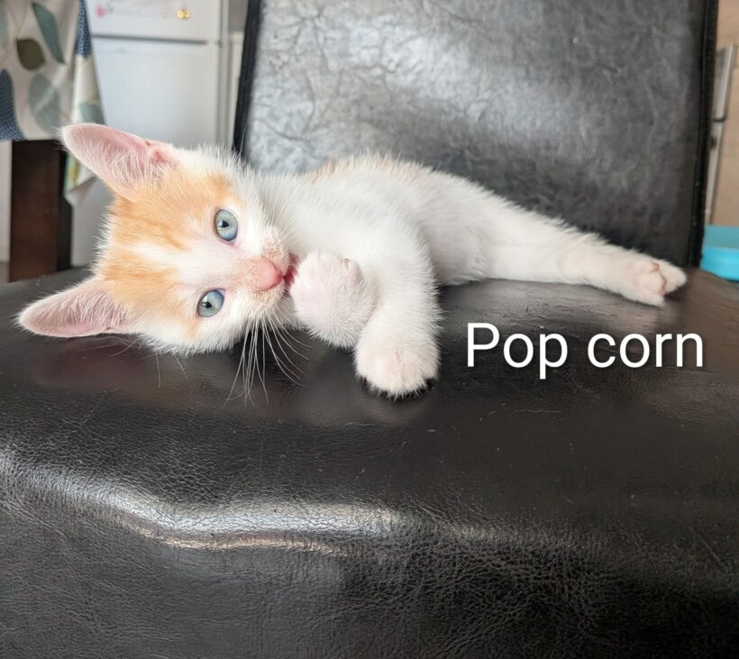 POP-CORN POP-CORN