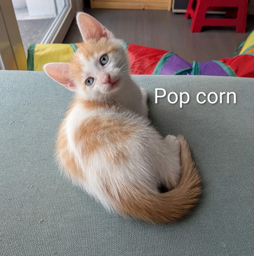 POP-CORN POP-CORN