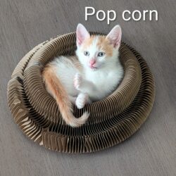 POP-CORN