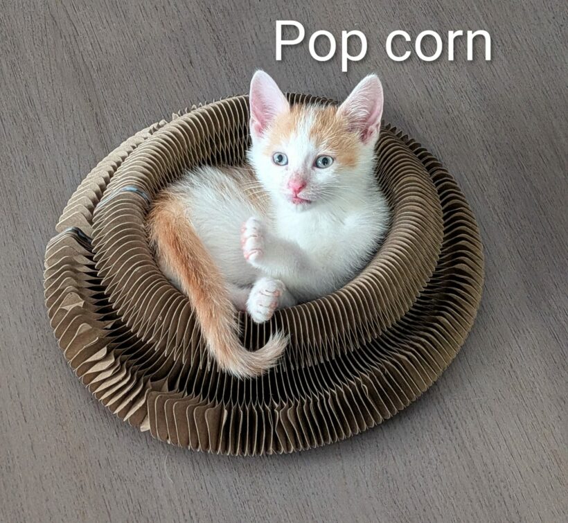 POP-CORN POP-CORN