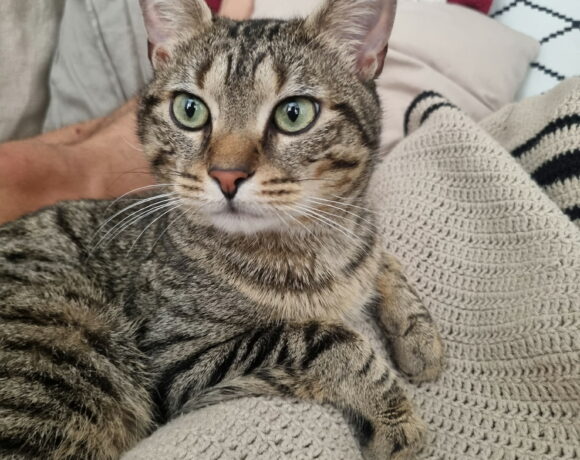 THEO
