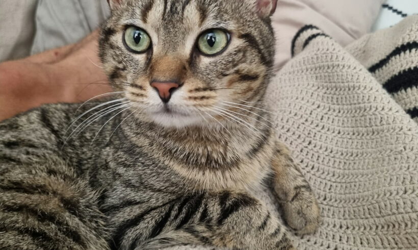 THEO THEO