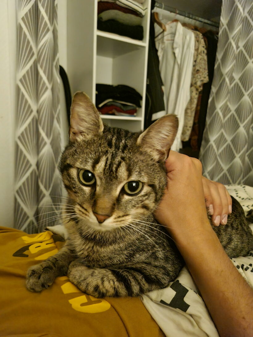 THEO THEO