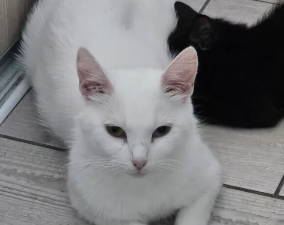 VANYA