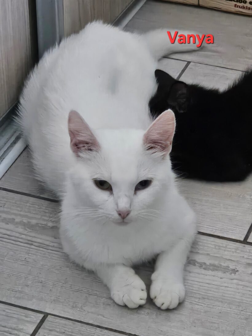 VANYA VANYA