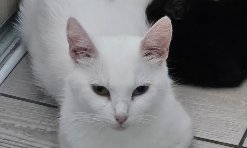 VANYA VANYA