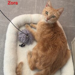 ZORA