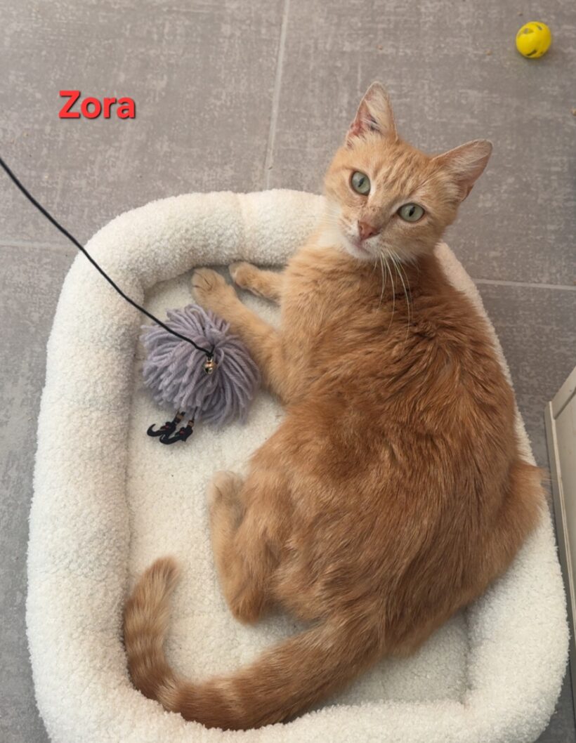 ZORA ZORA