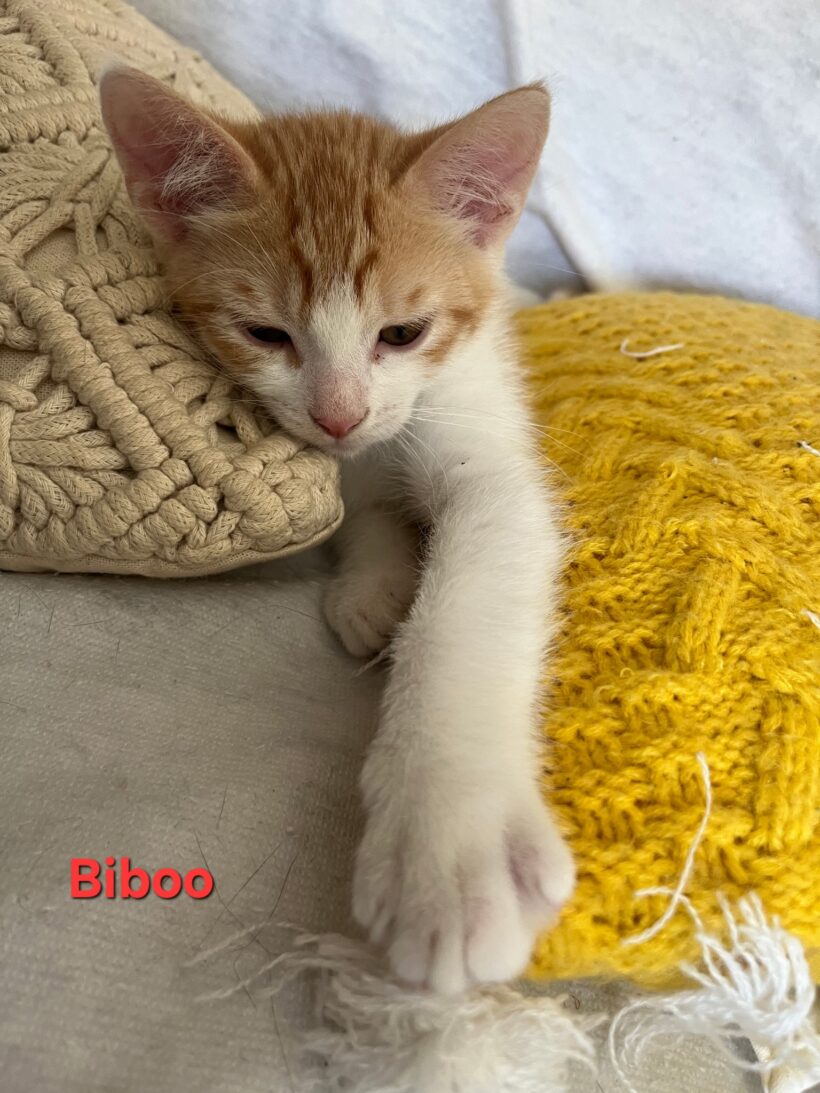BIBOO BIBOO