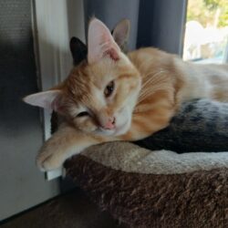 BISCUIT