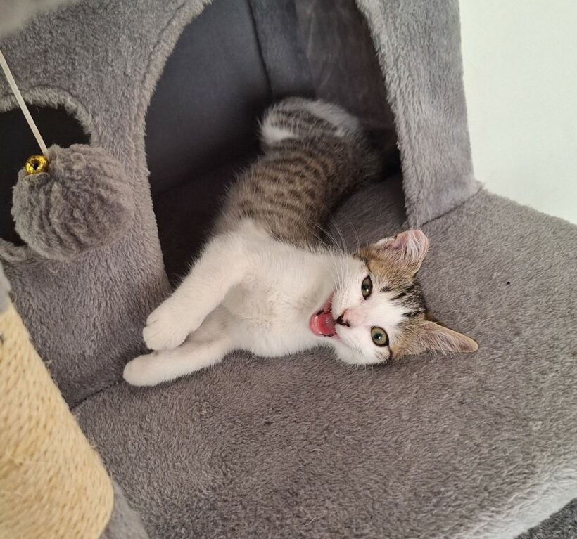 CHLOÉ