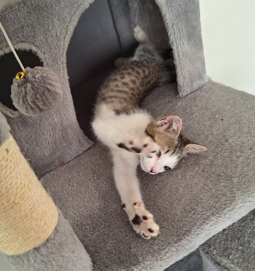CHLOÉ