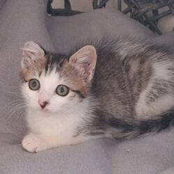 CHLOÉ