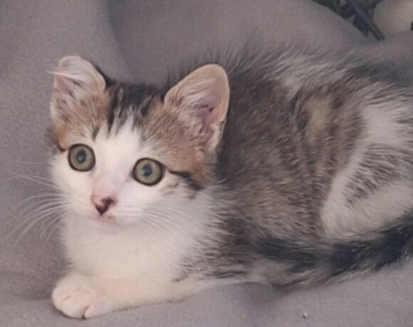 CHLOÉ est réservée CHLOÉ est réservée