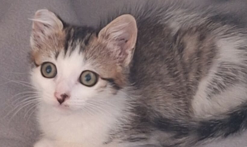 CHLOÉ CHLOÉ