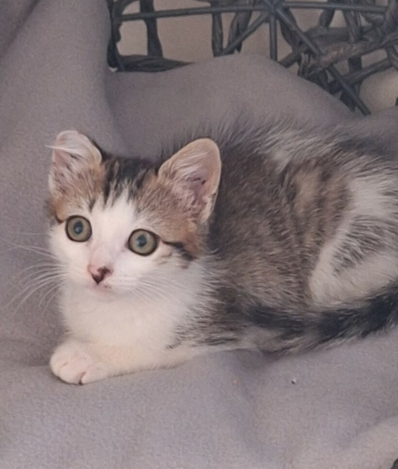 CHLOÉ