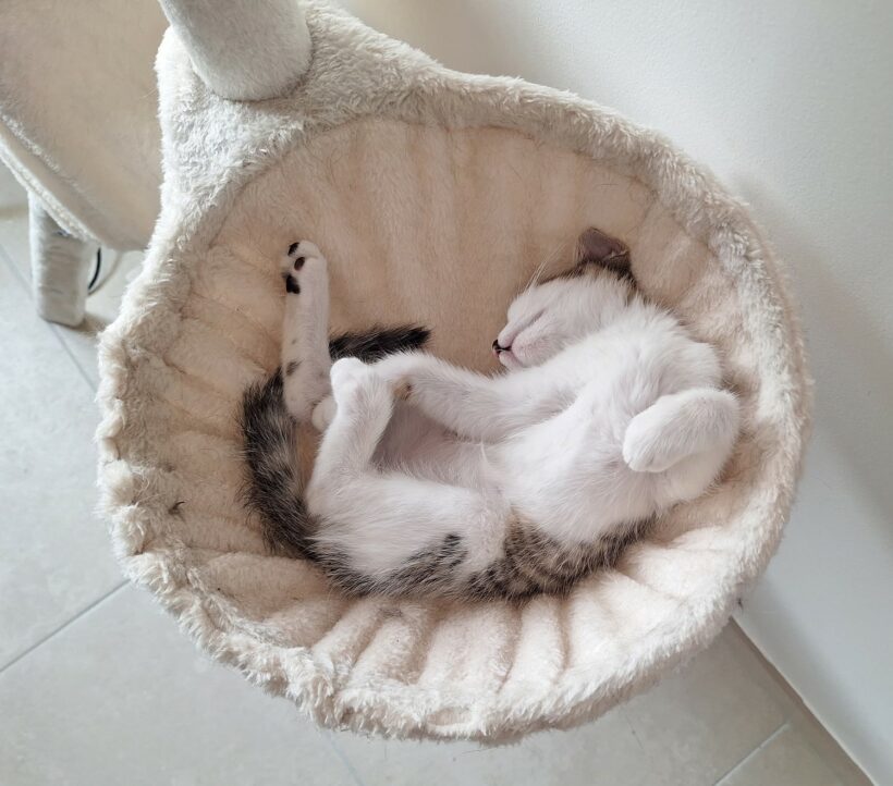CHLOÉ