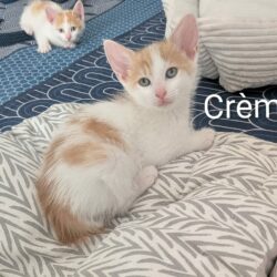 CRÈME