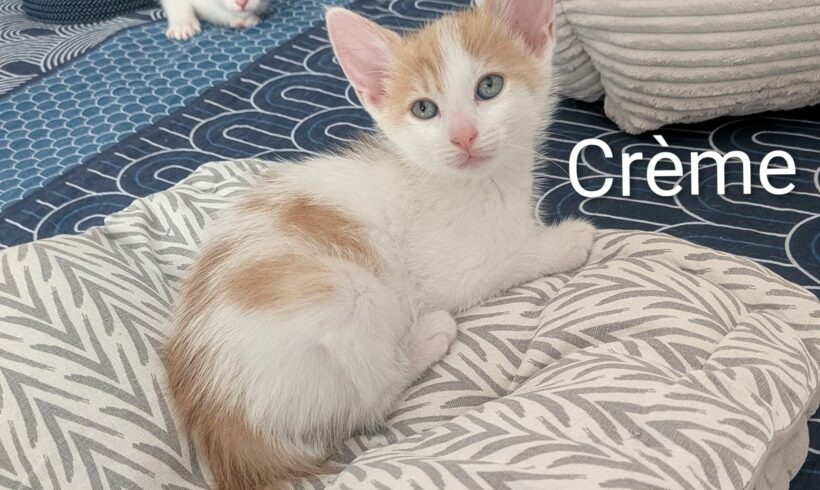 CRÈME