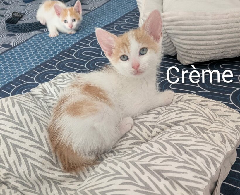 CRÈME CRÈME