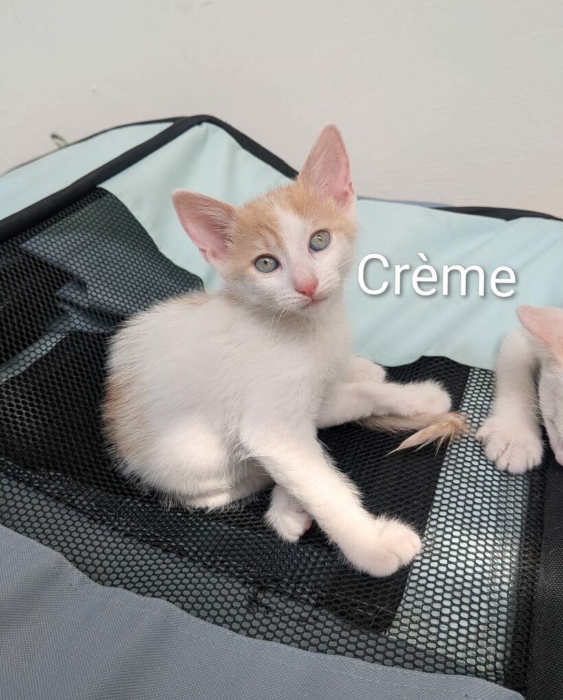 CRÈME CRÈME