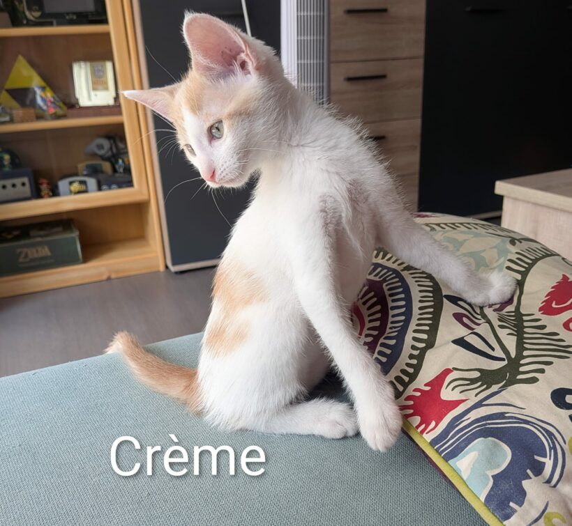CRÈME CRÈME