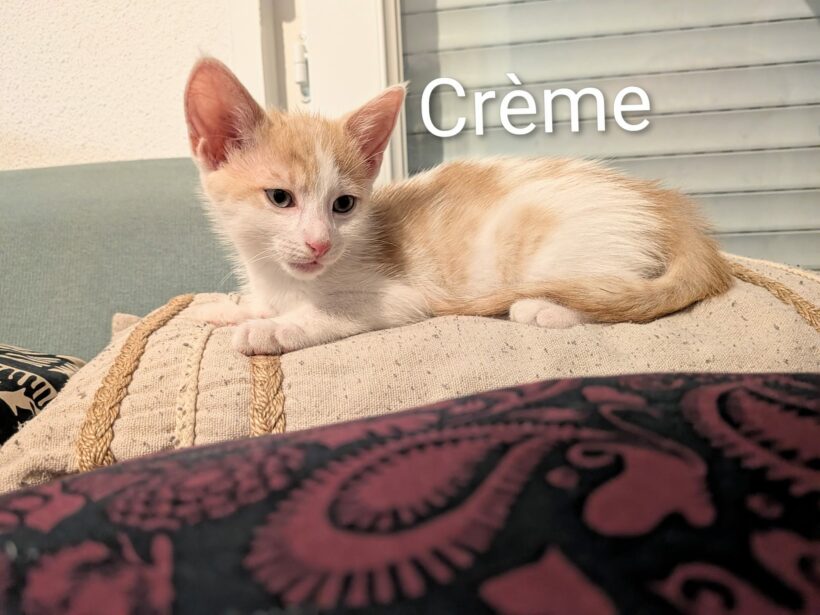 CRÈME CRÈME