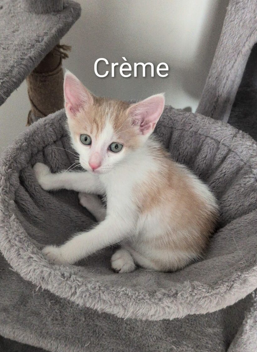 CRÈME CRÈME