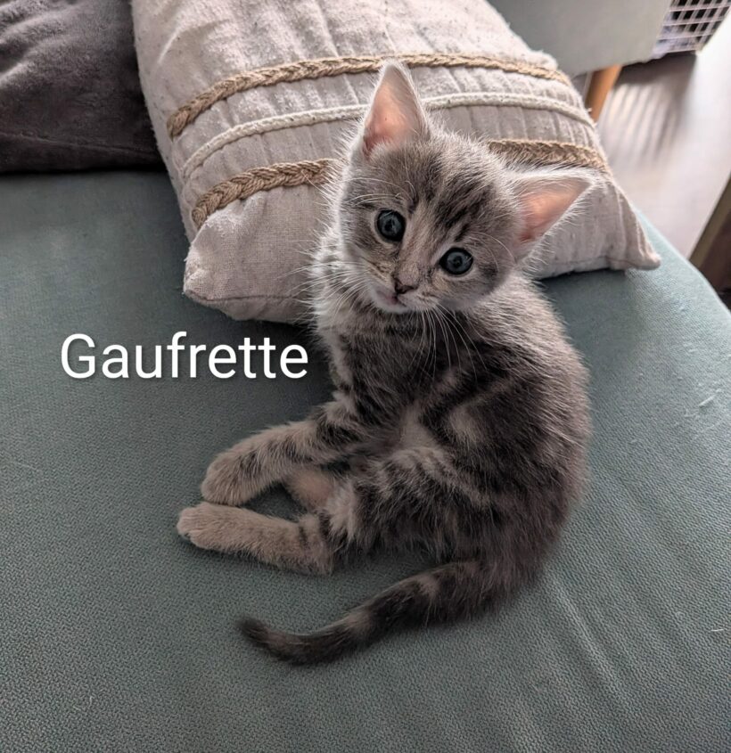 GAUFRETTE GAUFRETTE