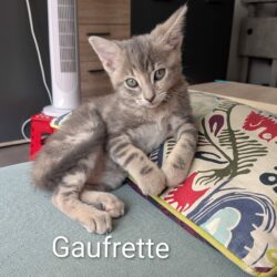 GAUFRETTE