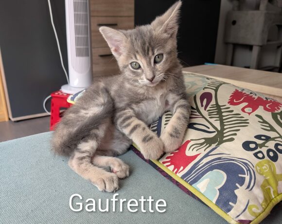 GAUFRETTE est réservée GAUFRETTE est réservée