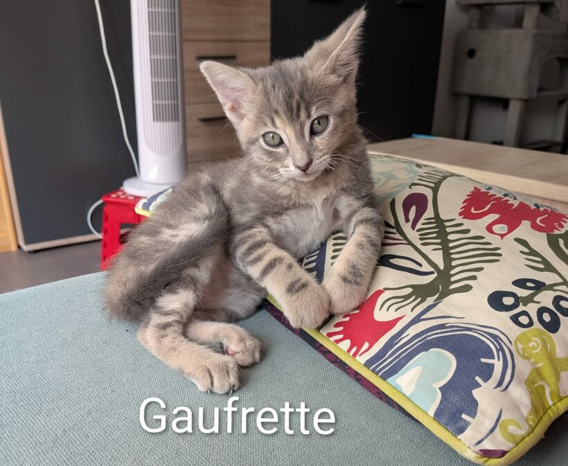 GAUFRETTE GAUFRETTE
