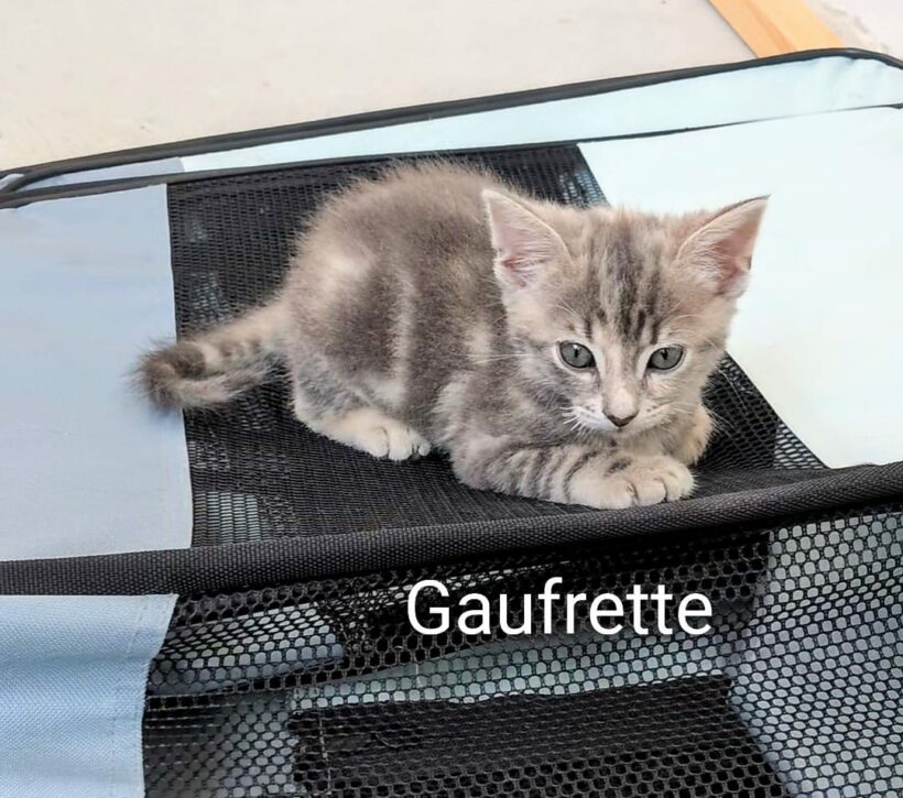 GAUFRETTE GAUFRETTE