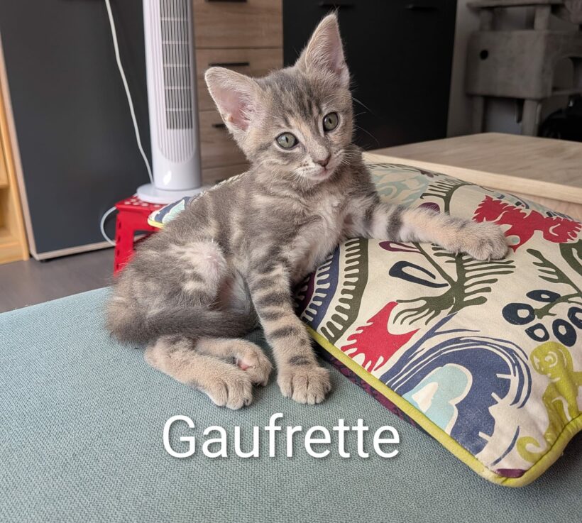 GAUFRETTE GAUFRETTE