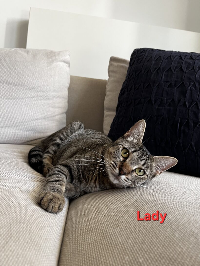 LADY LADY