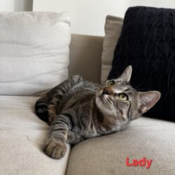 LADY